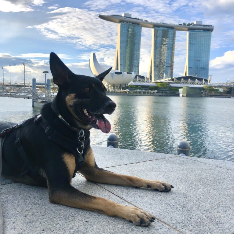 Ruby Forest, a Southeast Asian Village Dog tested with EmbarkVet.com