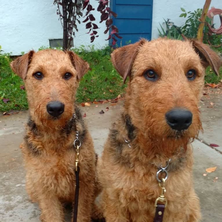 Kratos, an Airedale Terrier tested with EmbarkVet.com