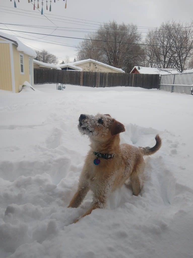 Coral Bean, a Siberian Husky and Australian Cattle Dog mix tested with EmbarkVet.com