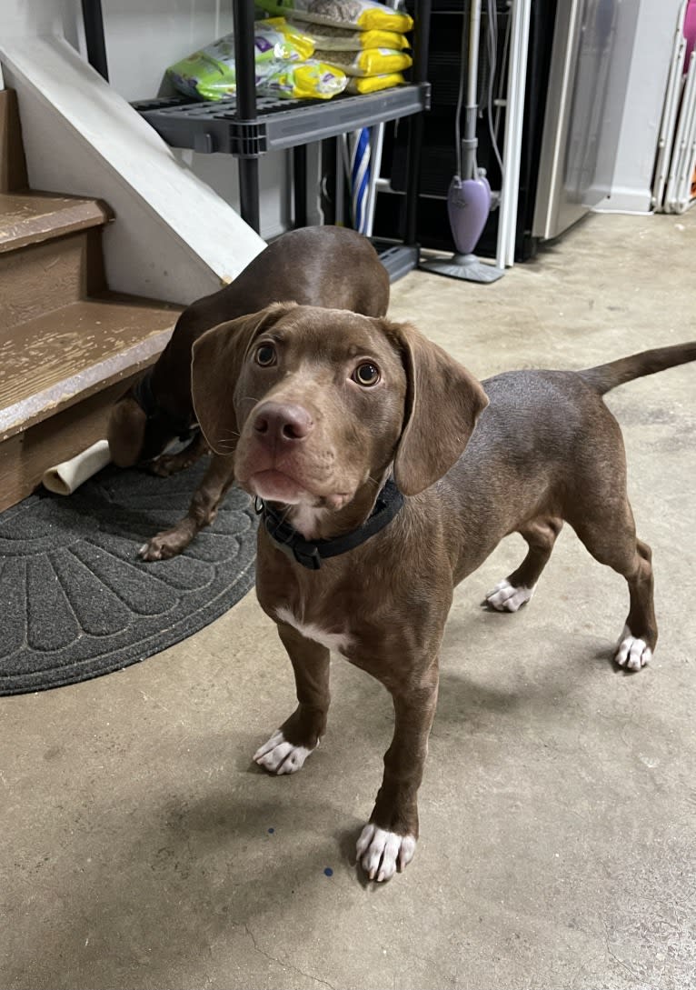 Utah, an American Pit Bull Terrier and Boykin Spaniel mix tested with EmbarkVet.com