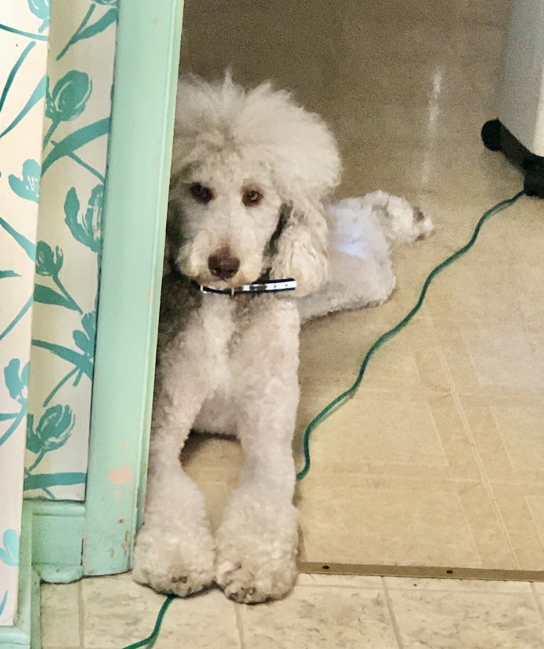 Leo, a Poodle (Standard) tested with EmbarkVet.com