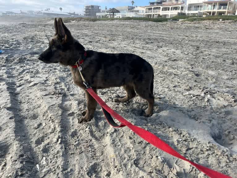 Stubby, a German Shepherd Dog tested with EmbarkVet.com