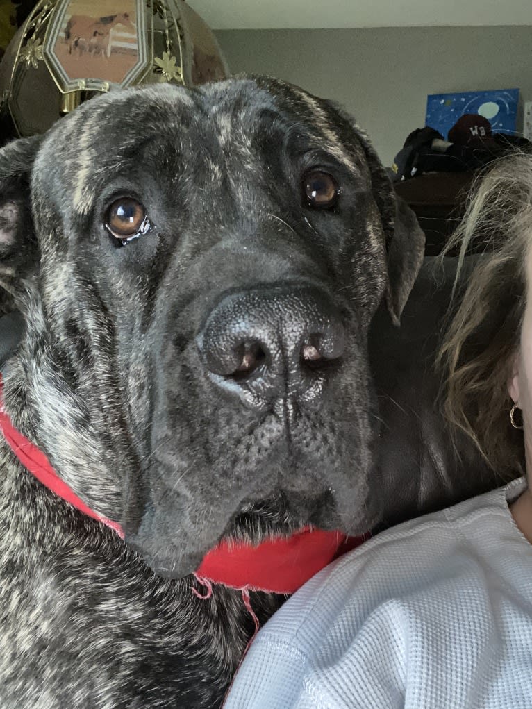 Godric Gryffindor Guzman, a Mastiff tested with EmbarkVet.com