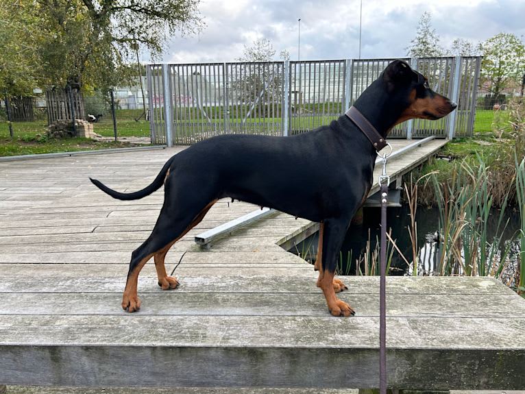 Ayla, a German Pinscher tested with EmbarkVet.com
