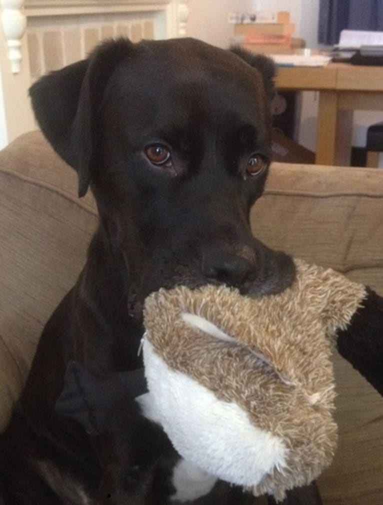 Raphael, a Boxer and Labrador Retriever mix tested with EmbarkVet.com