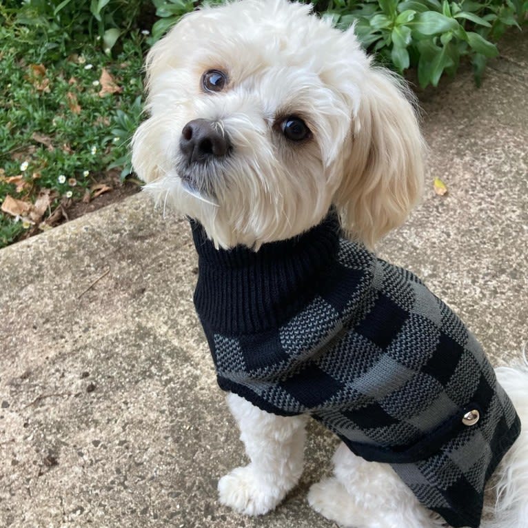 Murphy, a Maltese and Shih Tzu mix tested with EmbarkVet.com