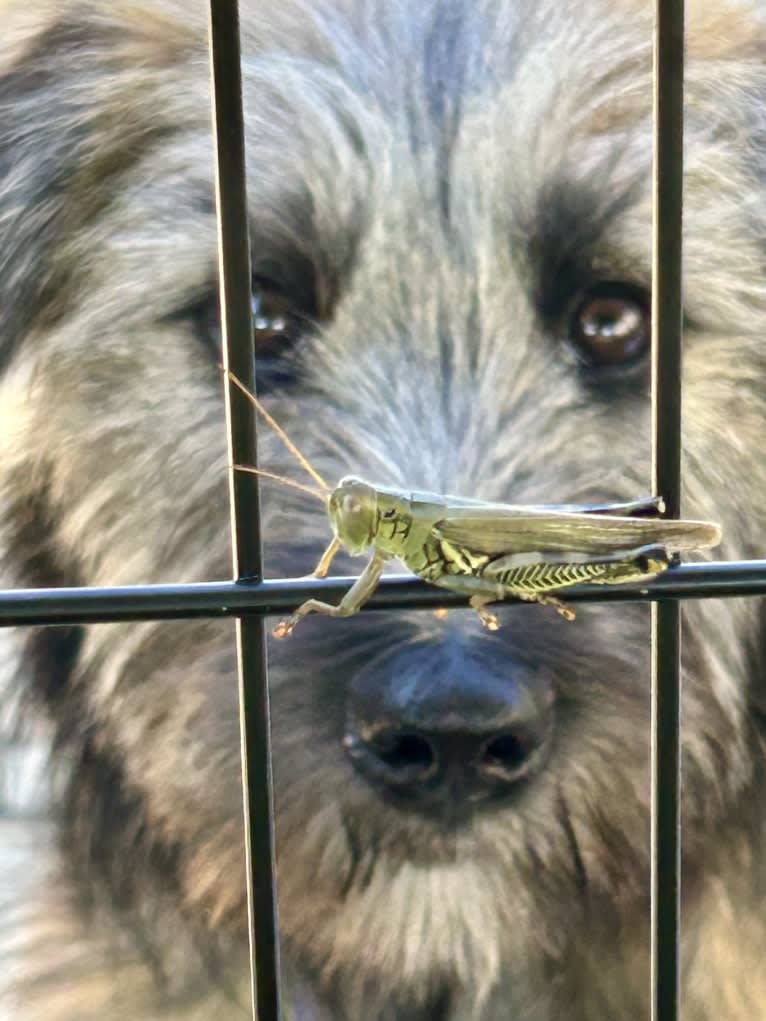 Pickles, a Norwegian Elkhound and Soft Coated Wheaten Terrier mix tested with EmbarkVet.com