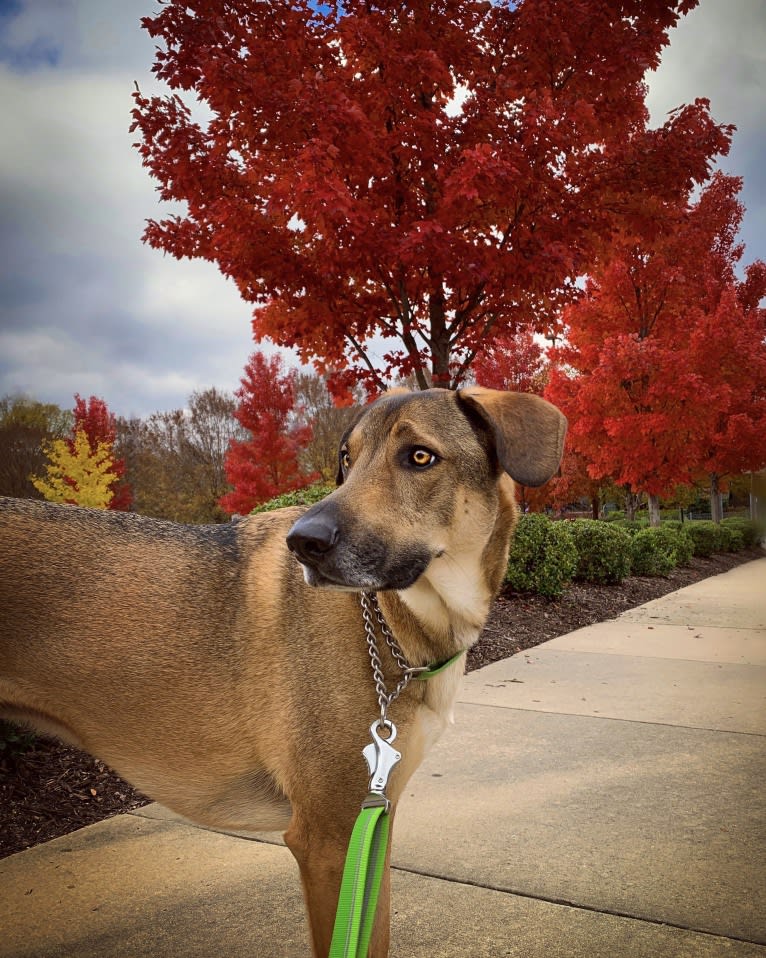 Moshe-Moo, a German Shepherd Dog and Beagle mix tested with EmbarkVet.com