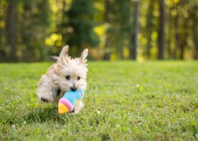 Bear, a Morkie tested with EmbarkVet.com