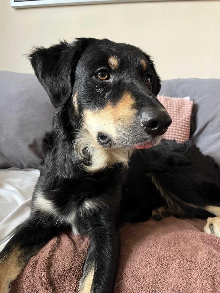 Cashew, a Border Collie and Labrador Retriever mix tested with EmbarkVet.com