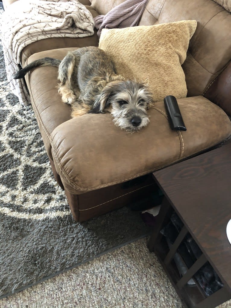 Rodney, a Miniature Schnauzer and Dachshund mix tested with EmbarkVet.com