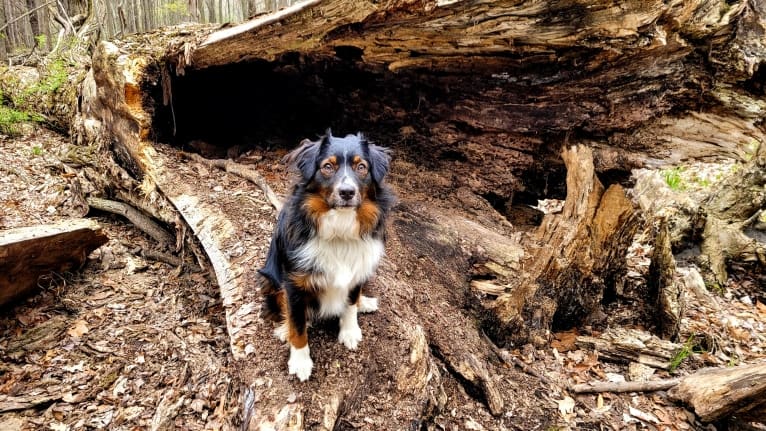 Finnley, an Australian Shepherd tested with EmbarkVet.com