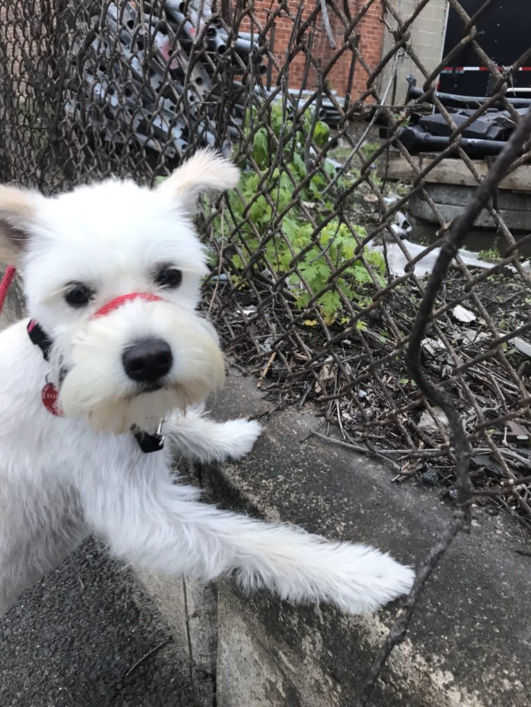 Holly Monster, an East Asian Village Dog tested with EmbarkVet.com