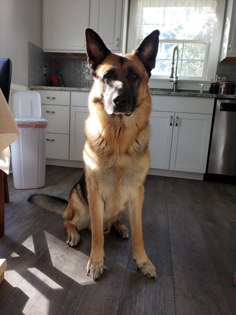 Jacob, a German Shepherd Dog tested with EmbarkVet.com