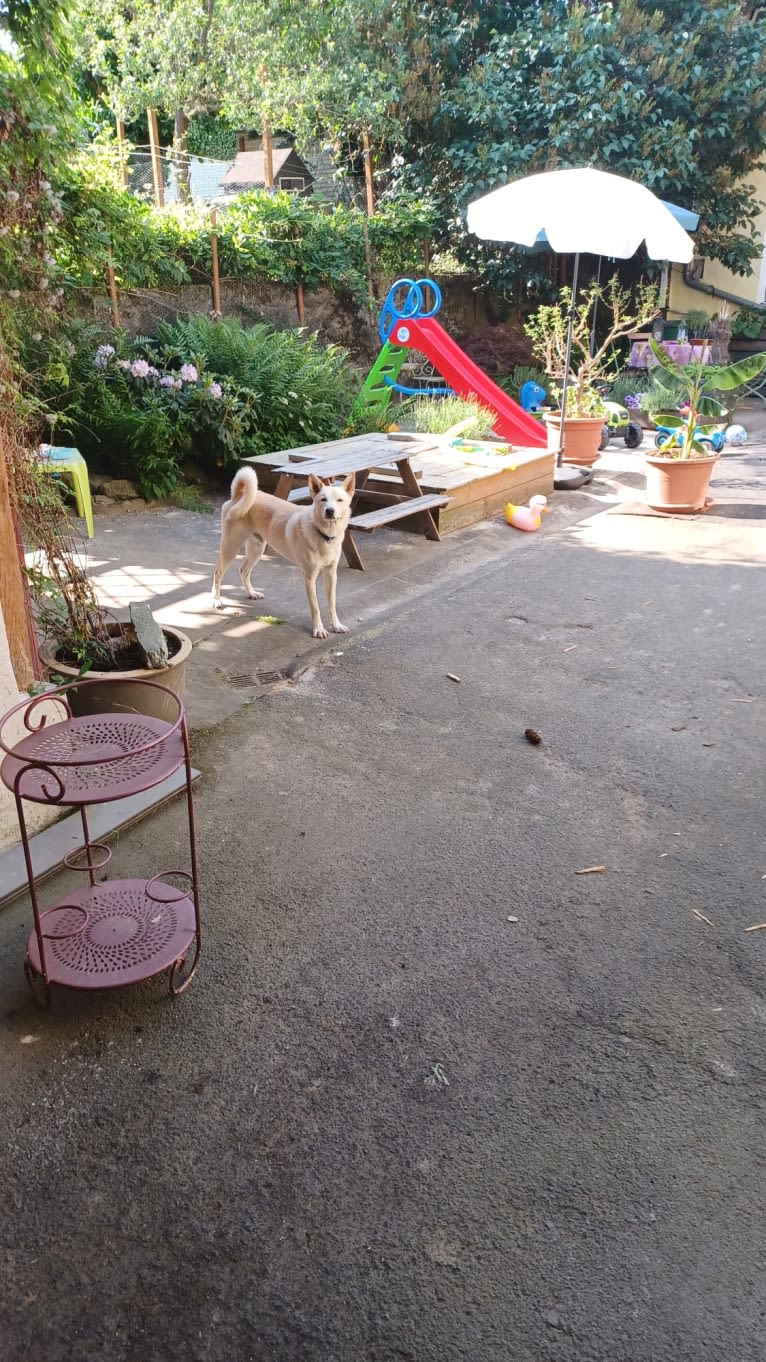 Sai, a Canaan Dog tested with EmbarkVet.com