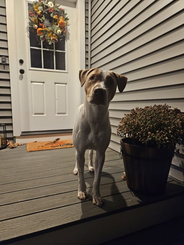 Beck, an American Pit Bull Terrier and Australian Cattle Dog mix tested with EmbarkVet.com