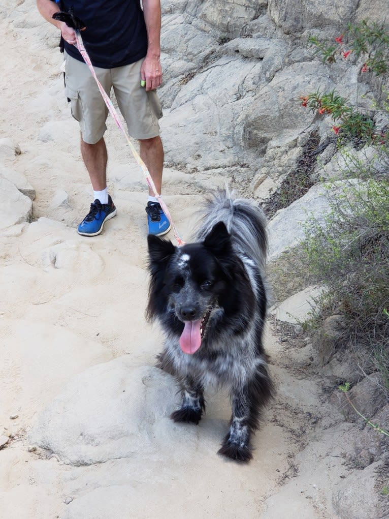 Jadie, a German Shepherd Dog and Chow Chow mix tested with EmbarkVet.com