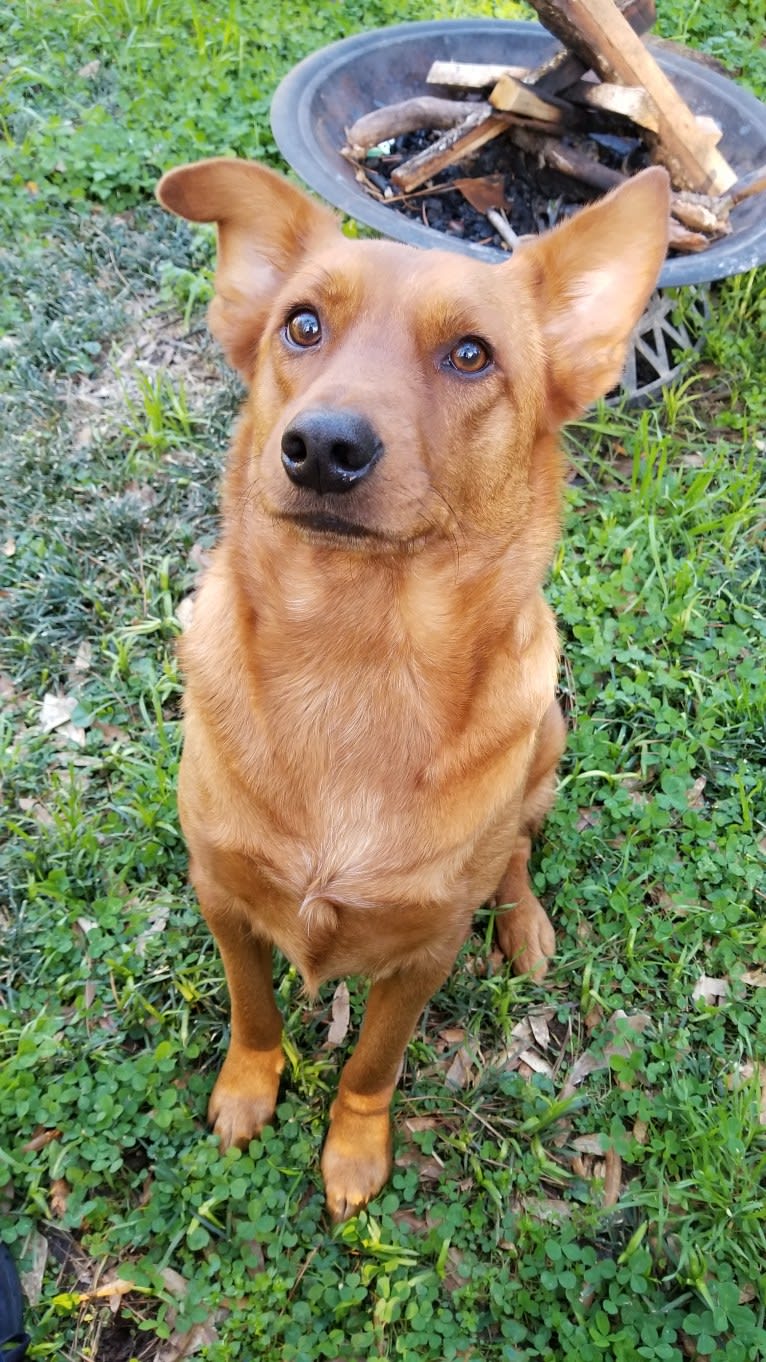 Brownie, an Australian Shepherd and Border Collie mix tested with EmbarkVet.com