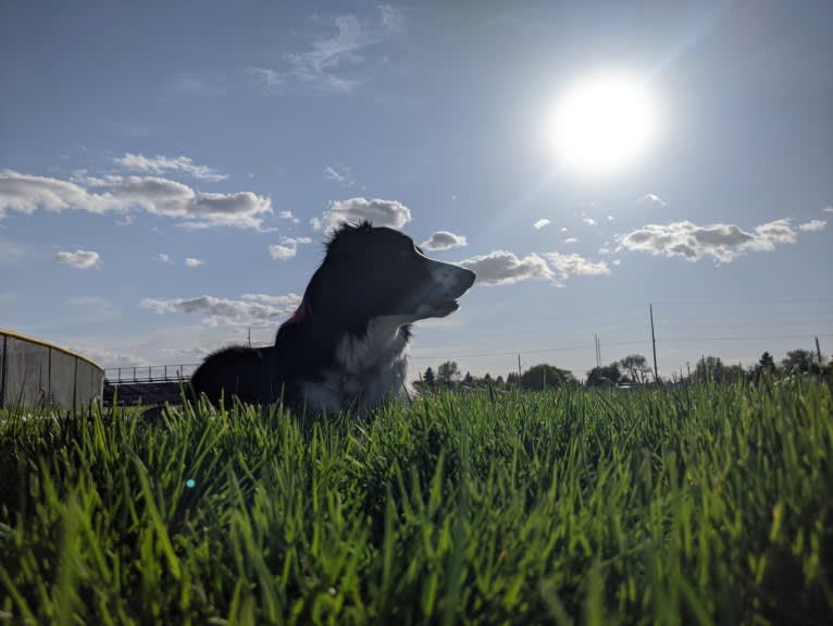 Milo, a Border Collie and McNab mix tested with EmbarkVet.com