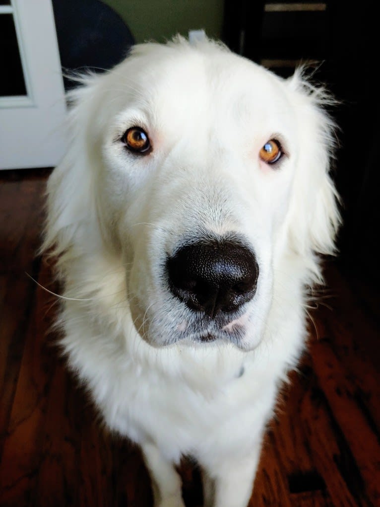 Bear, a Great Pyrenees and Labrador Retriever mix tested with EmbarkVet.com