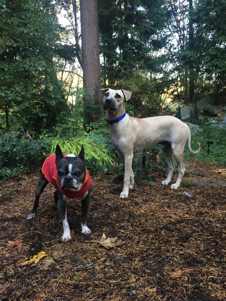 Sydney, a Catahoula Leopard Dog and American Pit Bull Terrier mix tested with EmbarkVet.com