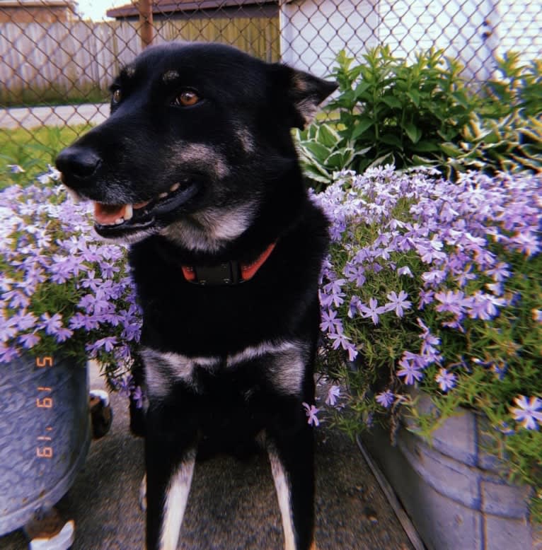 Laika, a Siberian Husky and Border Collie mix tested with EmbarkVet.com