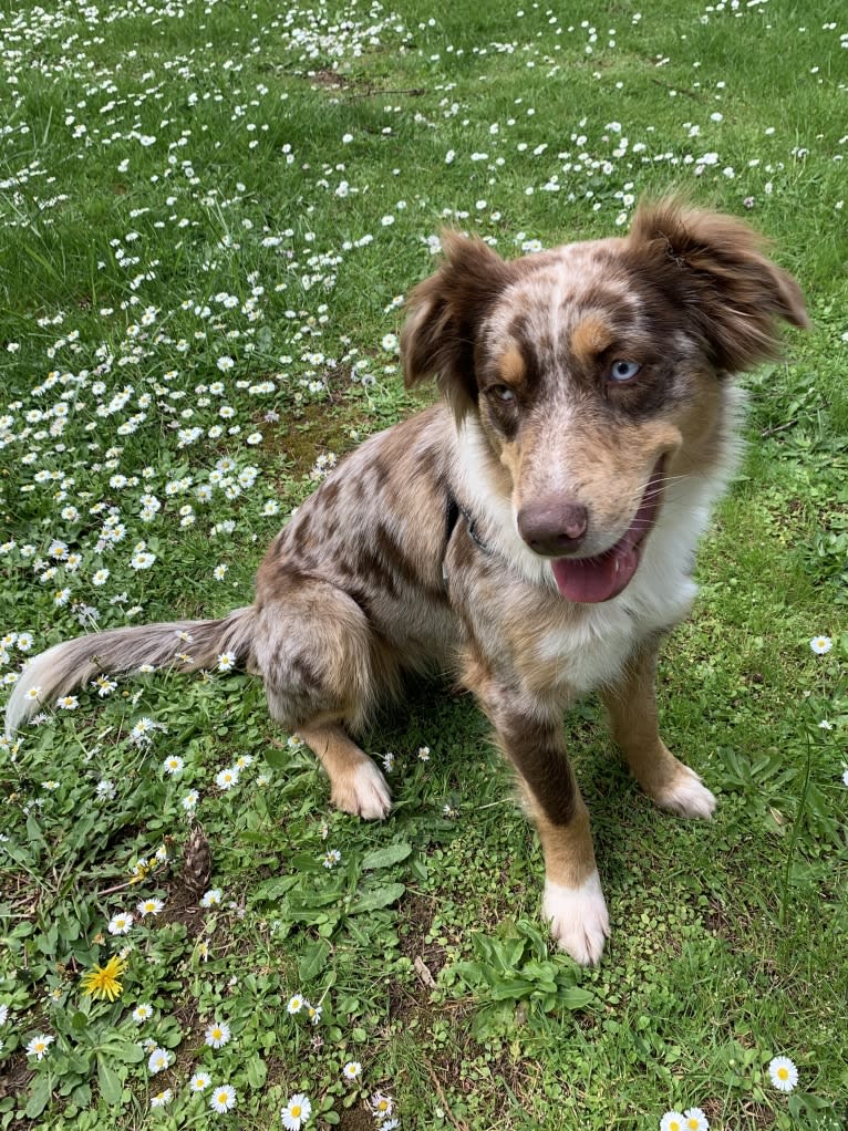 Beetle, an Australian Shepherd tested with EmbarkVet.com