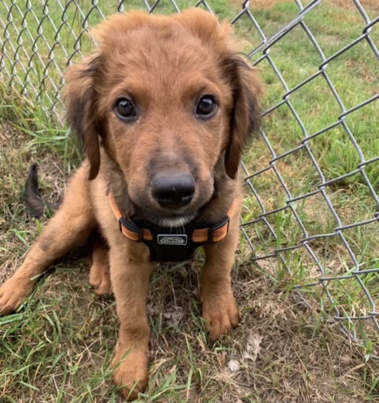 Milkyway Grizzly Adams, a Poodle (Standard) and Australian Cattle Dog mix tested with EmbarkVet.com