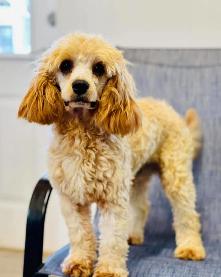 Kevin, a Cavapoo tested with EmbarkVet.com
