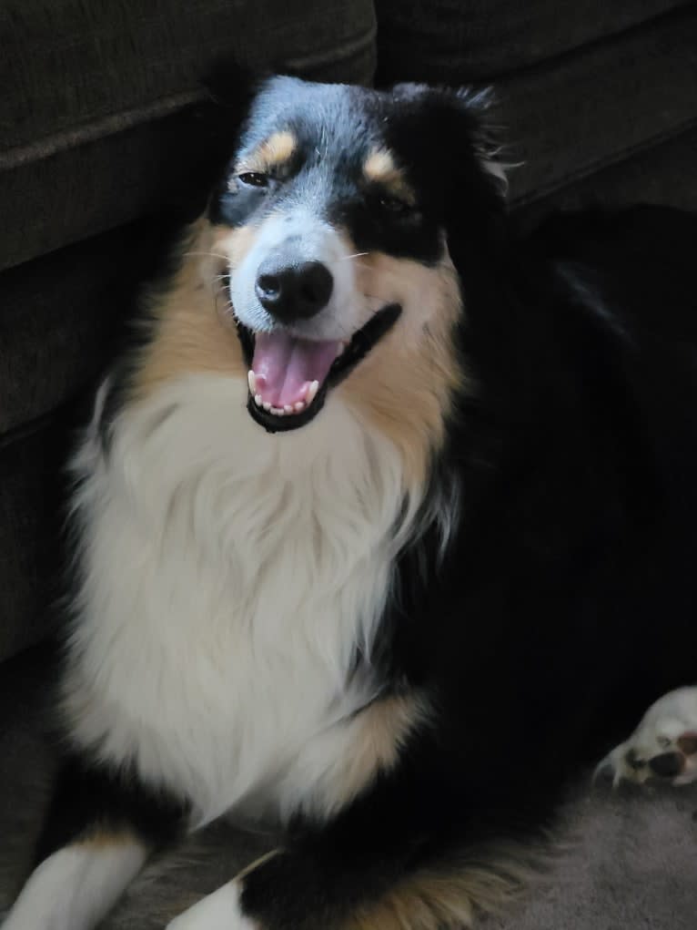 Korra, an Australian Shepherd tested with EmbarkVet.com