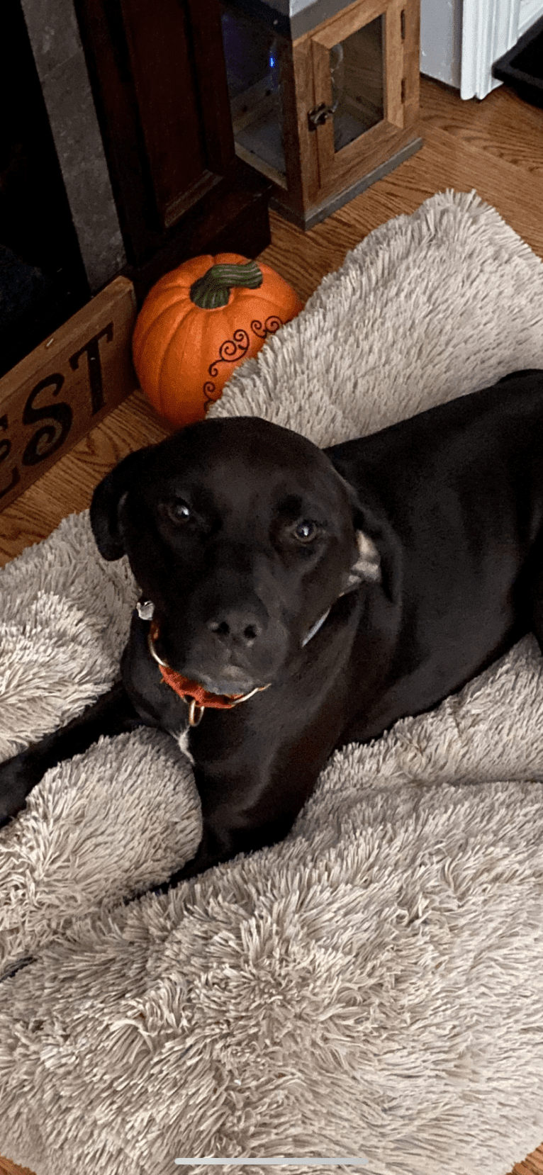 Scarlett, an American Pit Bull Terrier and Black and Tan Coonhound mix tested with EmbarkVet.com