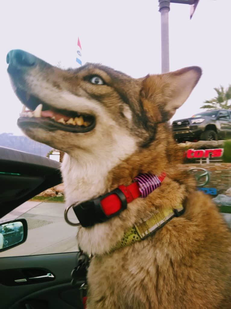 Sneaky, a Siberian Husky and Coyote mix tested with EmbarkVet.com
