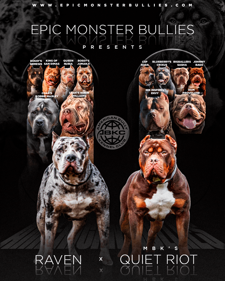 Melo, an American Bully tested with EmbarkVet.com