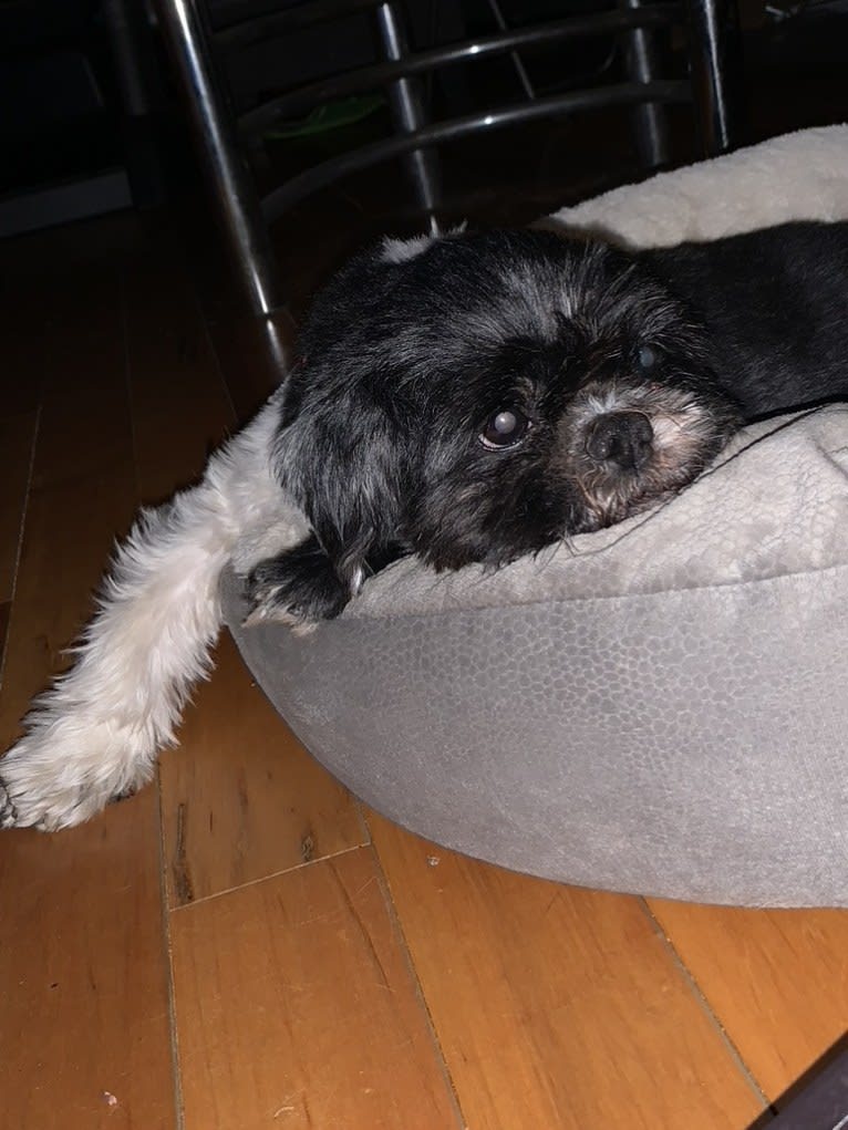 DAJ, a Shih Tzu tested with EmbarkVet.com