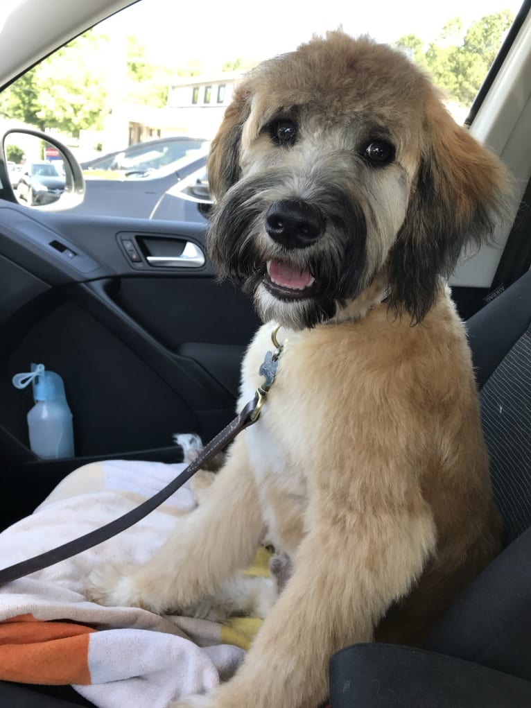 Gunner, a Brittany and Australian Cattle Dog mix tested with EmbarkVet.com