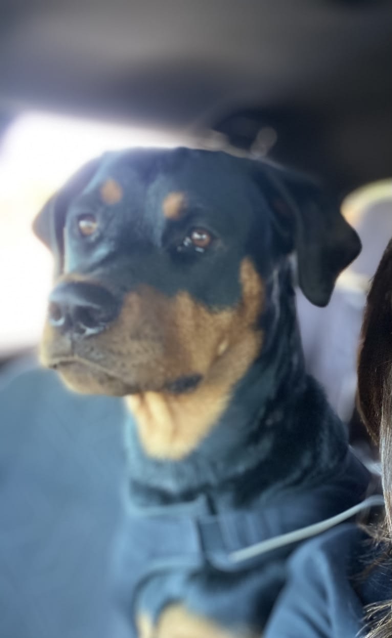 Girlfriend, a Rottweiler tested with EmbarkVet.com