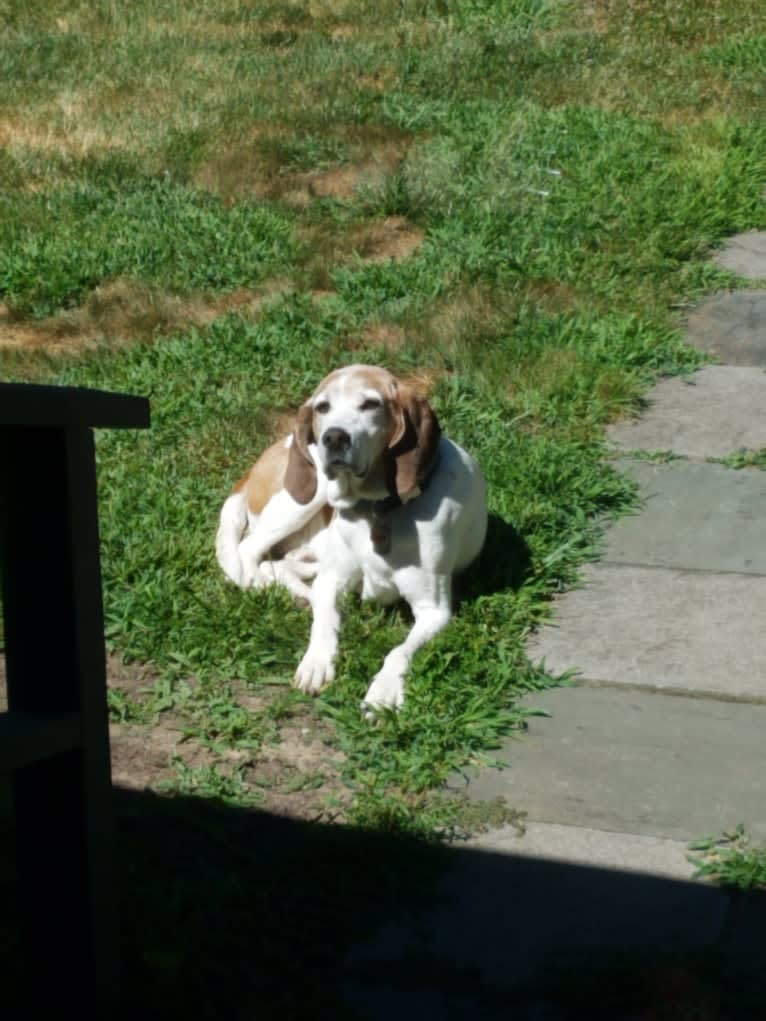 Lucky, a Treeing Walker Coonhound tested with EmbarkVet.com