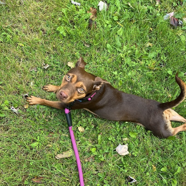 Hazel Grace, a Chihuahua and Australian Cattle Dog mix tested with EmbarkVet.com