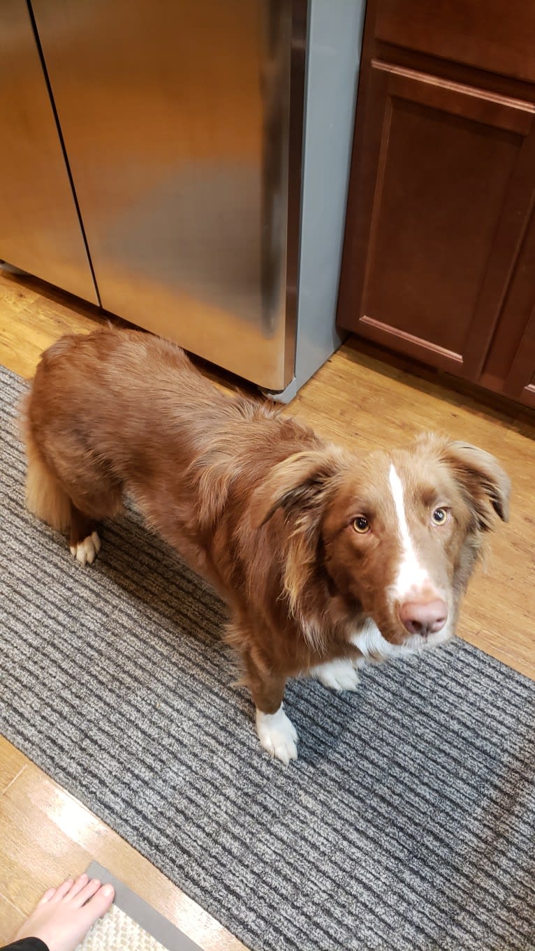 Chili, a Border Collie and English Springer Spaniel mix tested with EmbarkVet.com