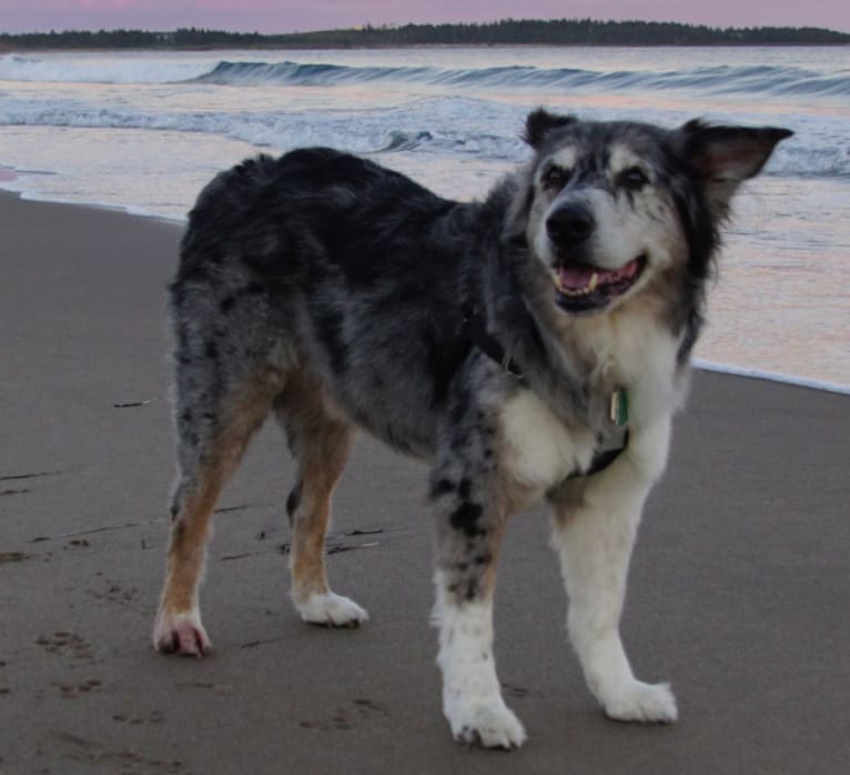 Mojoe, an Australian Shepherd and Staffordshire Terrier mix tested with EmbarkVet.com