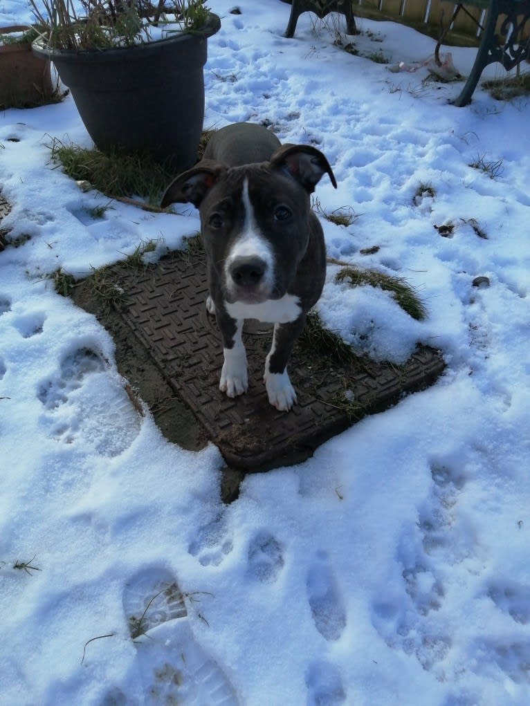 Loki, a Staffordshire Bull Terrier and American Pit Bull Terrier mix tested with EmbarkVet.com