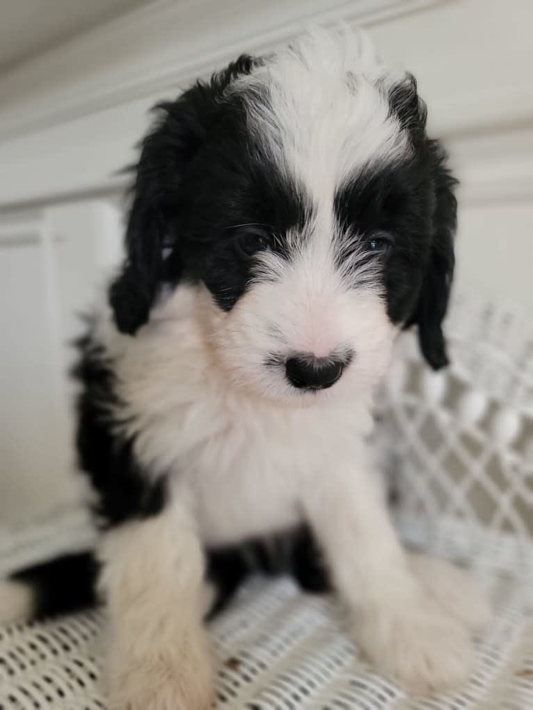 George, a Bernedoodle tested with EmbarkVet.com