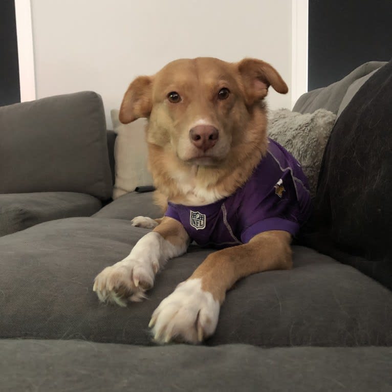 Minnie, an Australian Cattle Dog and German Shepherd Dog mix tested with EmbarkVet.com