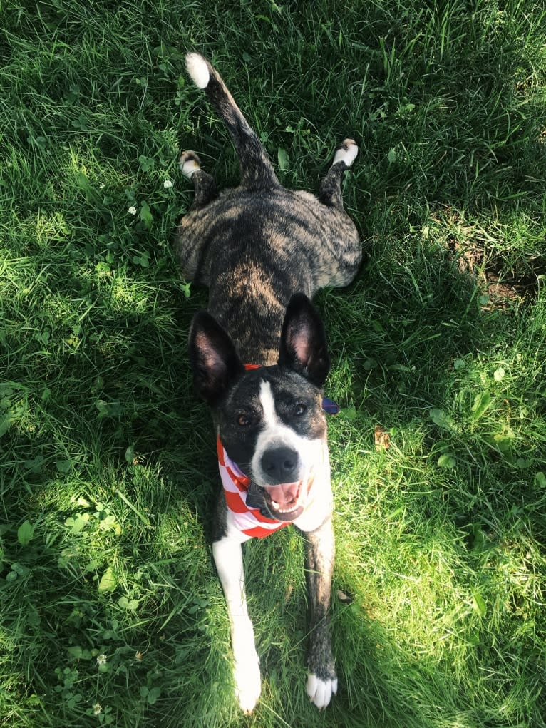 Bernice, a Dogo Argentino and German Shepherd Dog mix tested with EmbarkVet.com