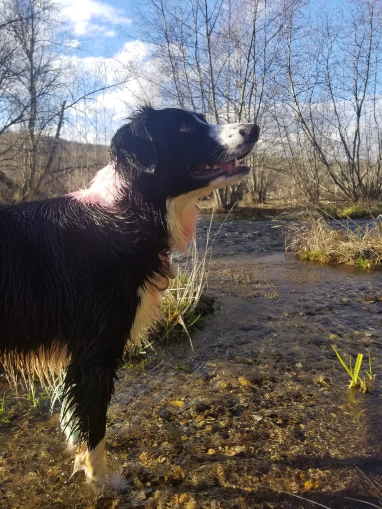 Milo, a Border Collie and McNab mix tested with EmbarkVet.com