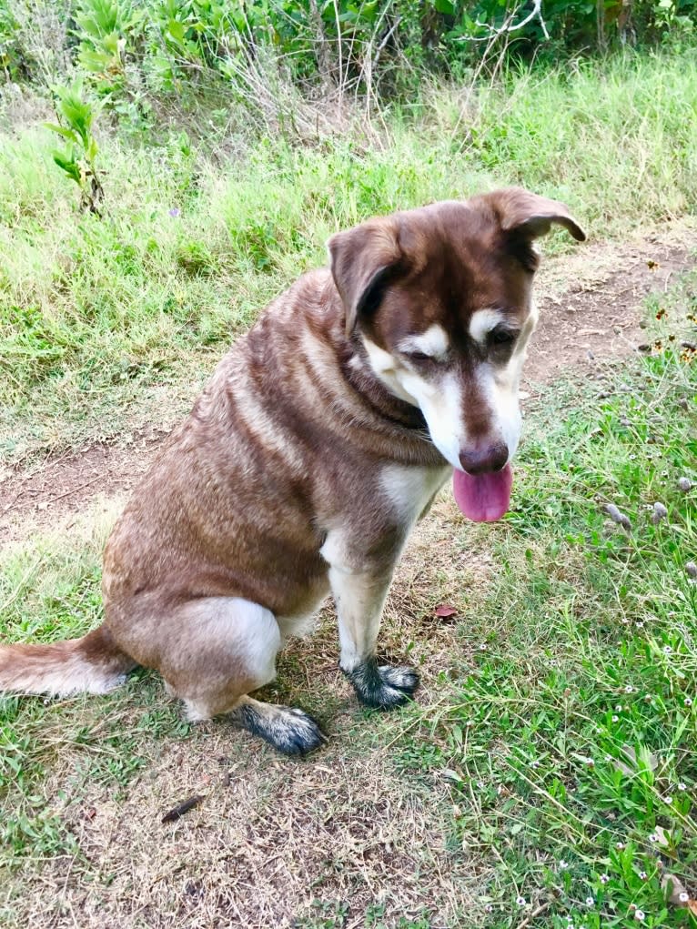 Chu, a Labrador Retriever and Siberian Husky mix tested with EmbarkVet.com