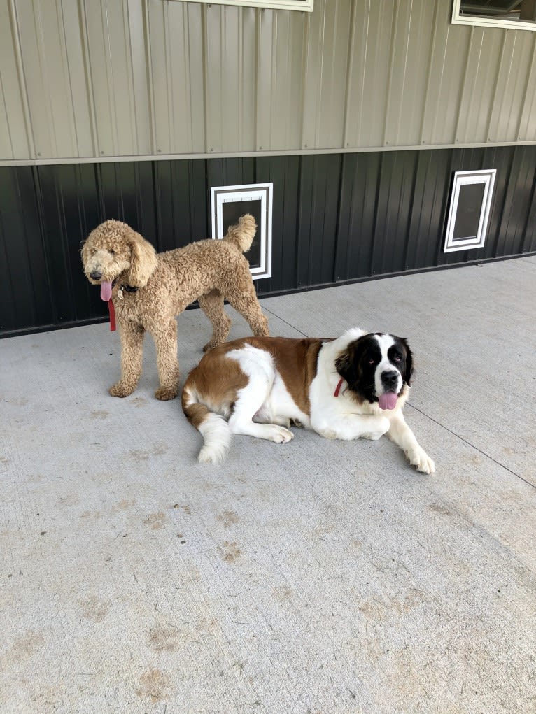 Copper, a Poodle (Standard) tested with EmbarkVet.com