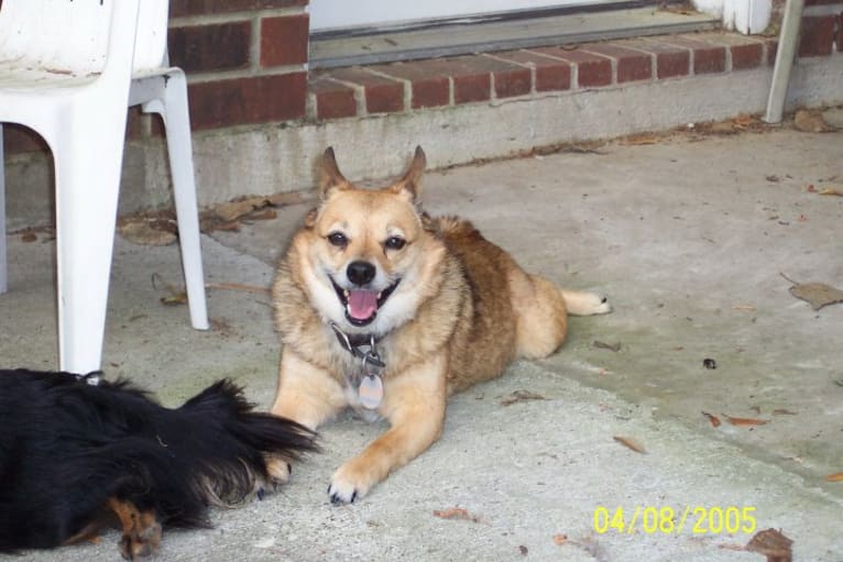 Lassie, a Pomeranian and Rat Terrier mix tested with EmbarkVet.com