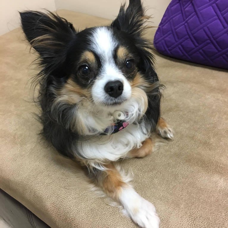 Raven, an Australian Shepherd tested with EmbarkVet.com