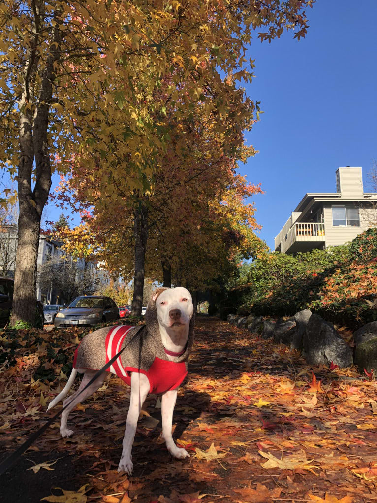 Molly Mae, an American Pit Bull Terrier and Australian Cattle Dog mix tested with EmbarkVet.com